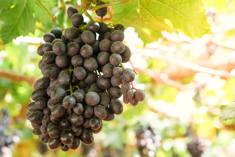 Principales vinos tintos dulces