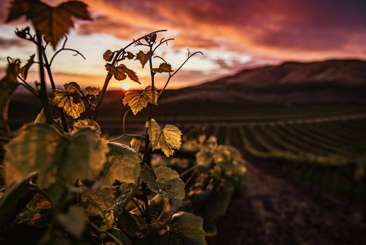 Tipos de Uvas más consumidas en México